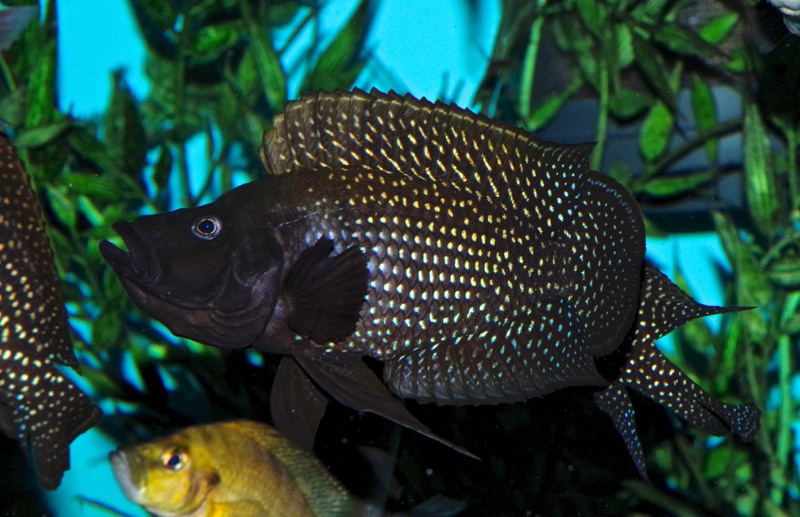 Altolamprologus calvus 'Lupota' (Black)